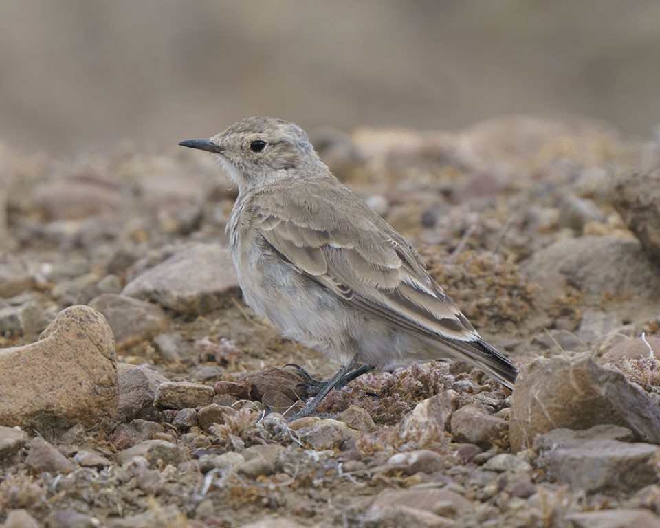 Short-billed Miner - ML609166198