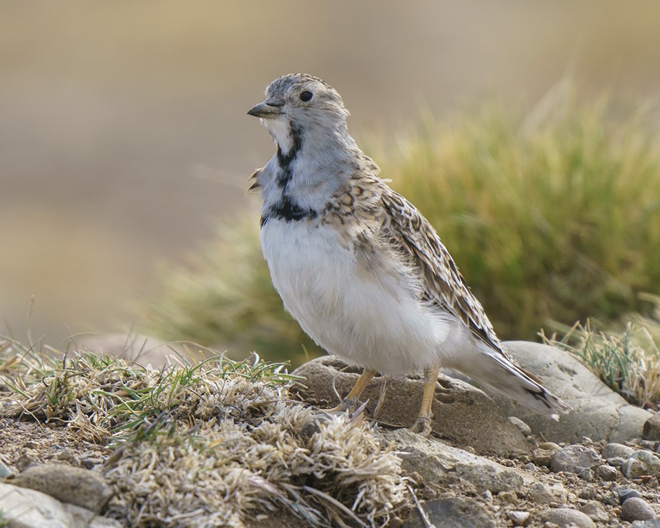 Least Seedsnipe - ML609166230