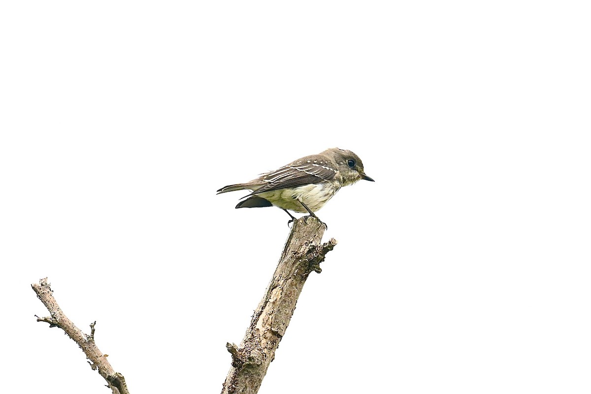Gray-streaked Flycatcher - Dong Qiu