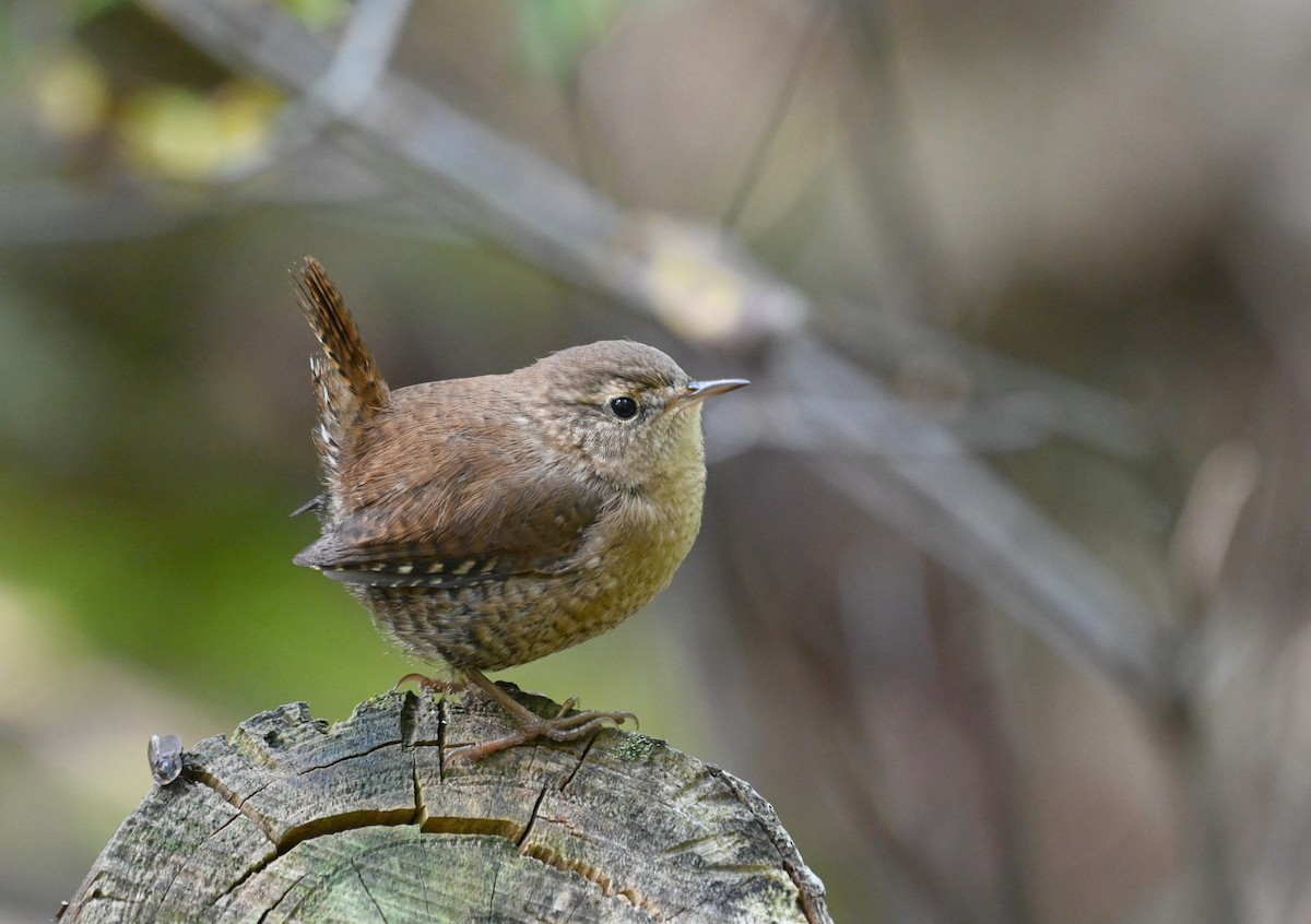 Winter Wren - Henry Trombley