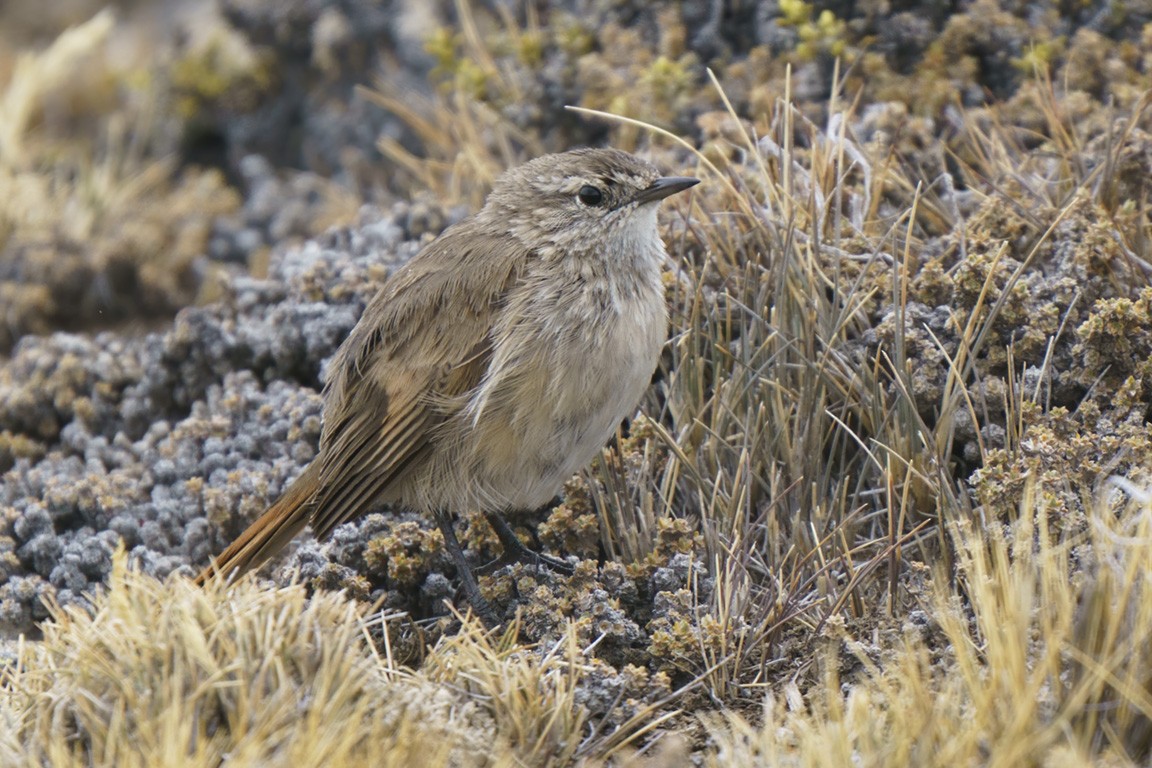 Cordilleran Canastero - ML609166273