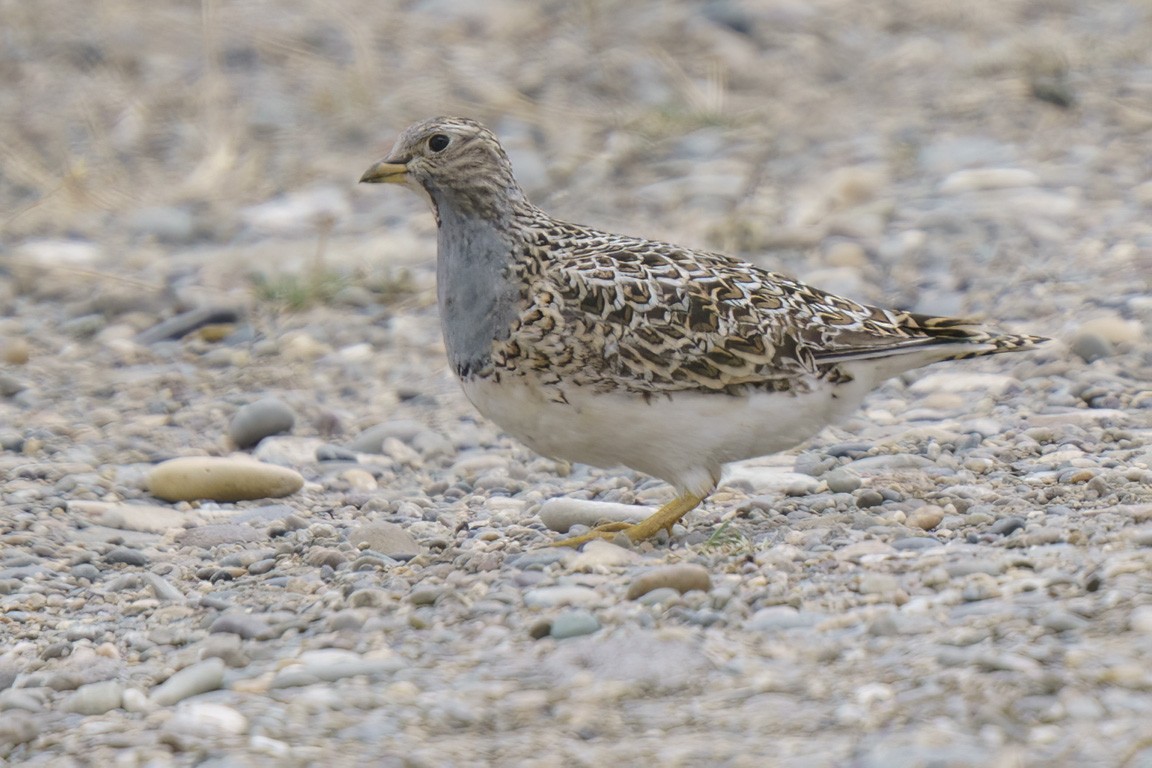 Gray-breasted Seedsnipe - ML609166298