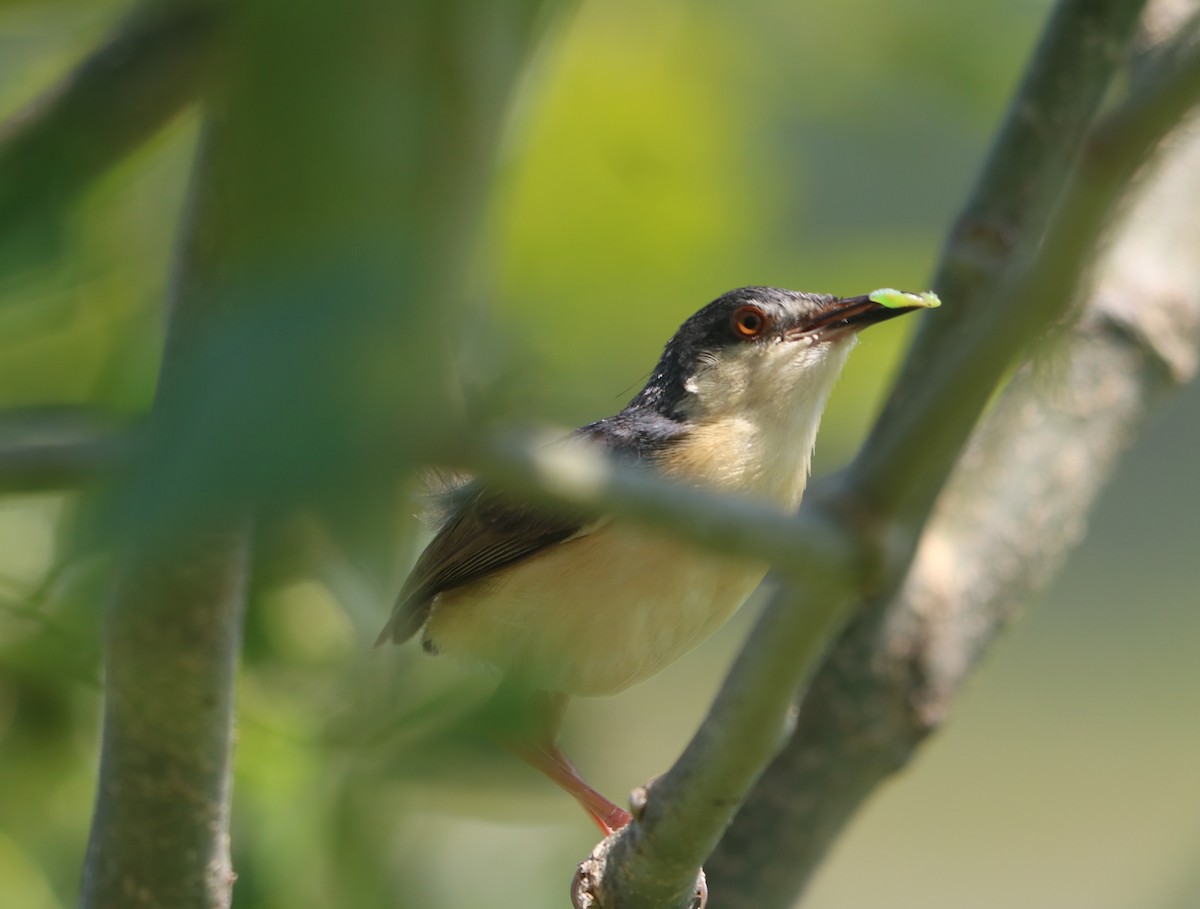 Ashy Prinia - Elavarasan M