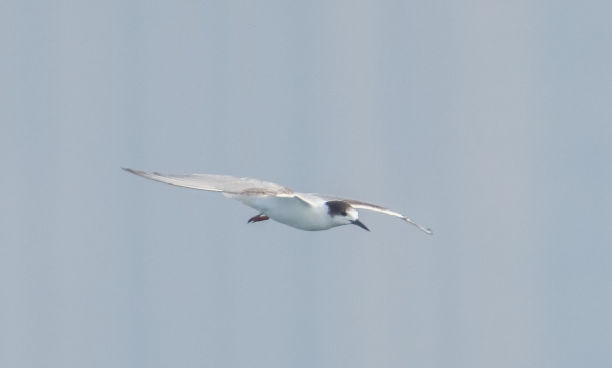 Common Tern - ML609166339