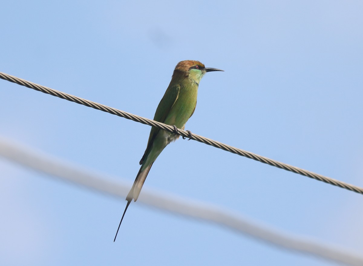 Asian Green Bee-eater - Elavarasan M