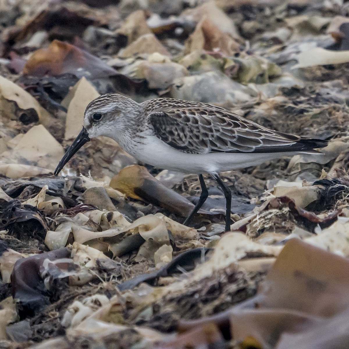 Bergstrandläufer - ML609166392