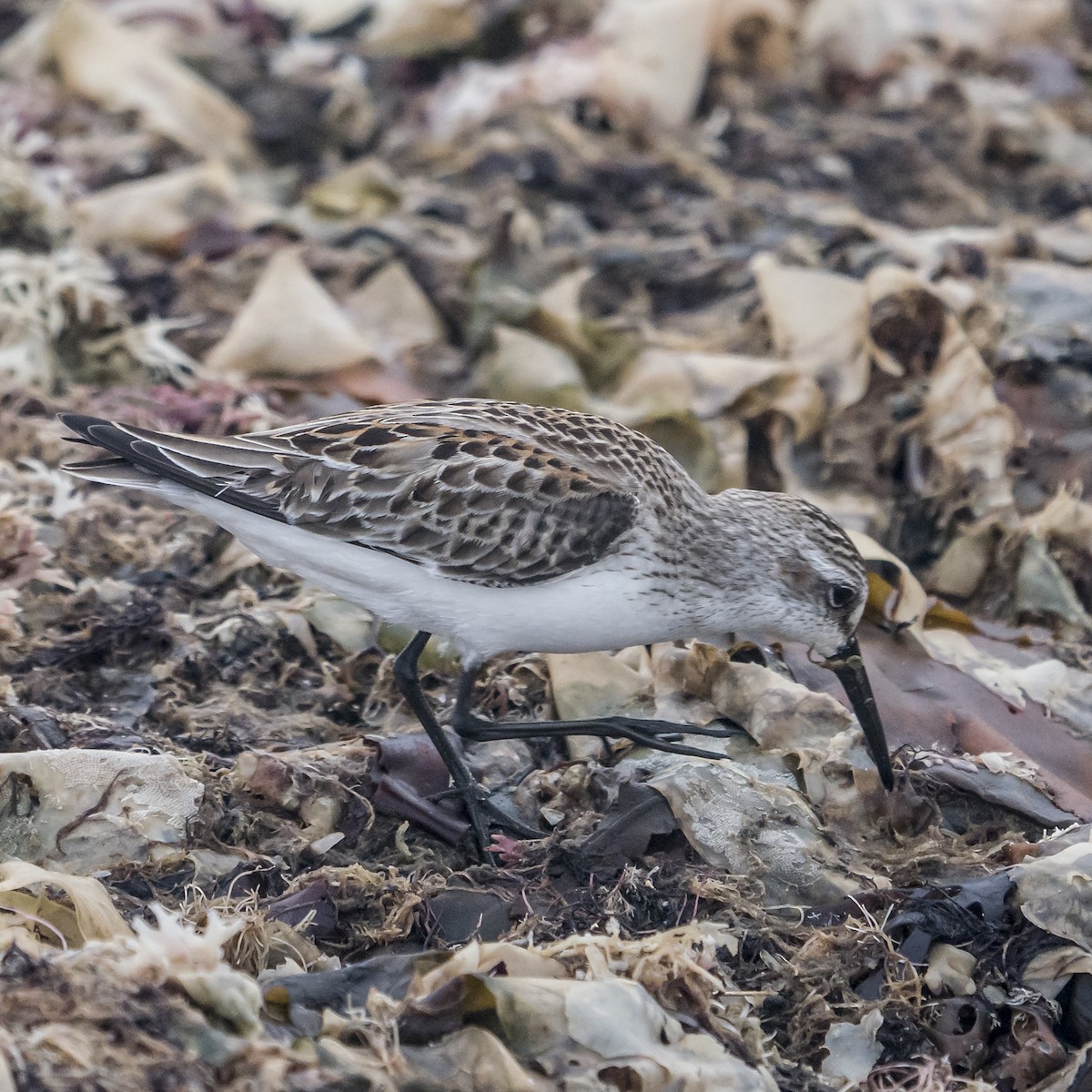 Bergstrandläufer - ML609166393