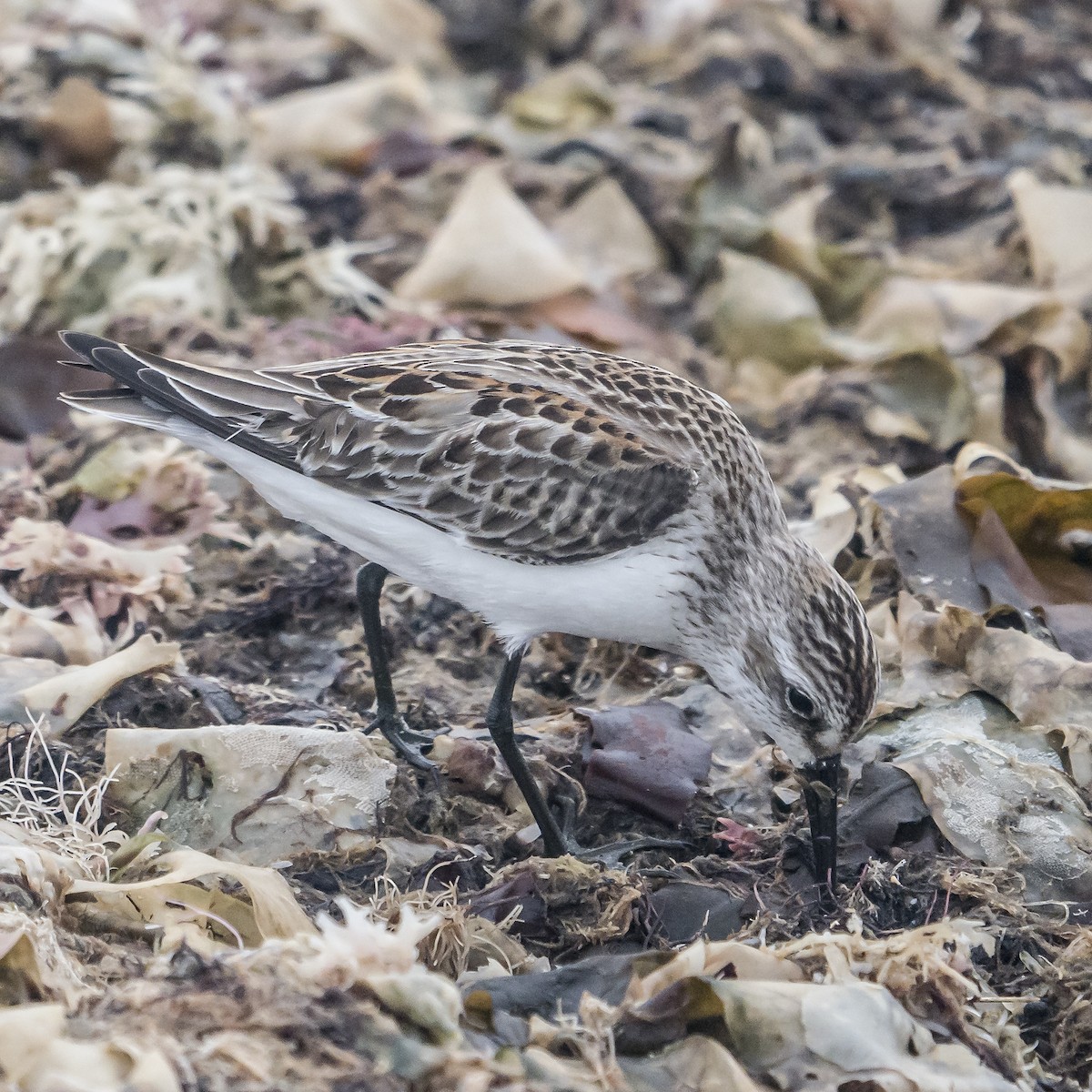 Bergstrandläufer - ML609166394