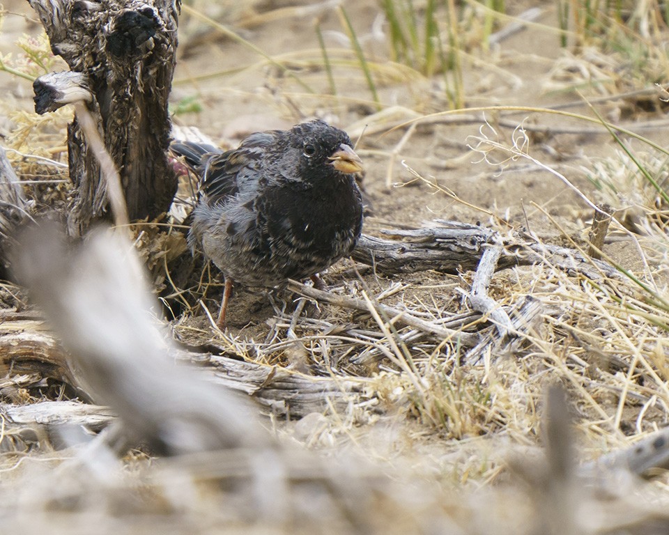 Mourning Sierra Finch - ML609166407