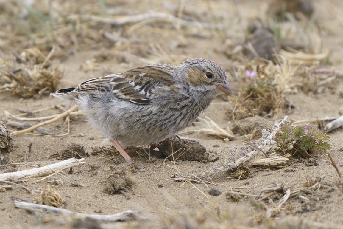 Mourning Sierra Finch - ML609166415