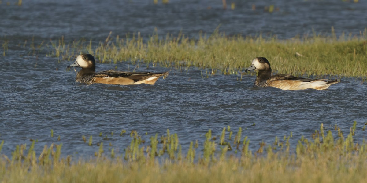Chiloe Wigeon - ML609166432
