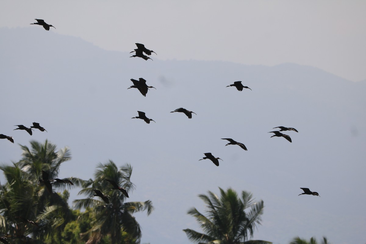 Glossy Ibis - Elavarasan M