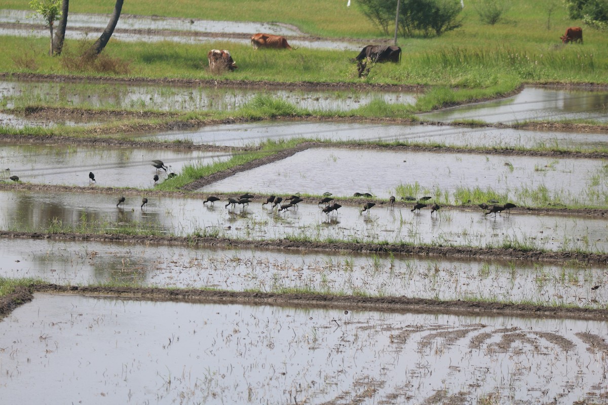 Glossy Ibis - ML609166442