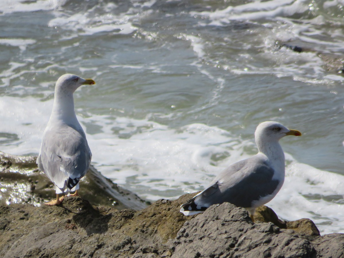 キアシセグロカモメ - ML609166449