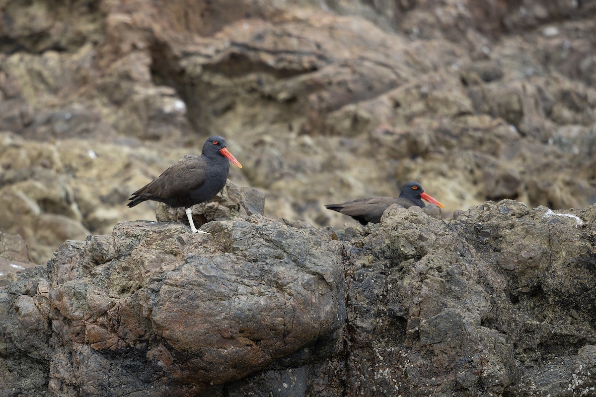 Blackish Oystercatcher - ML609166487