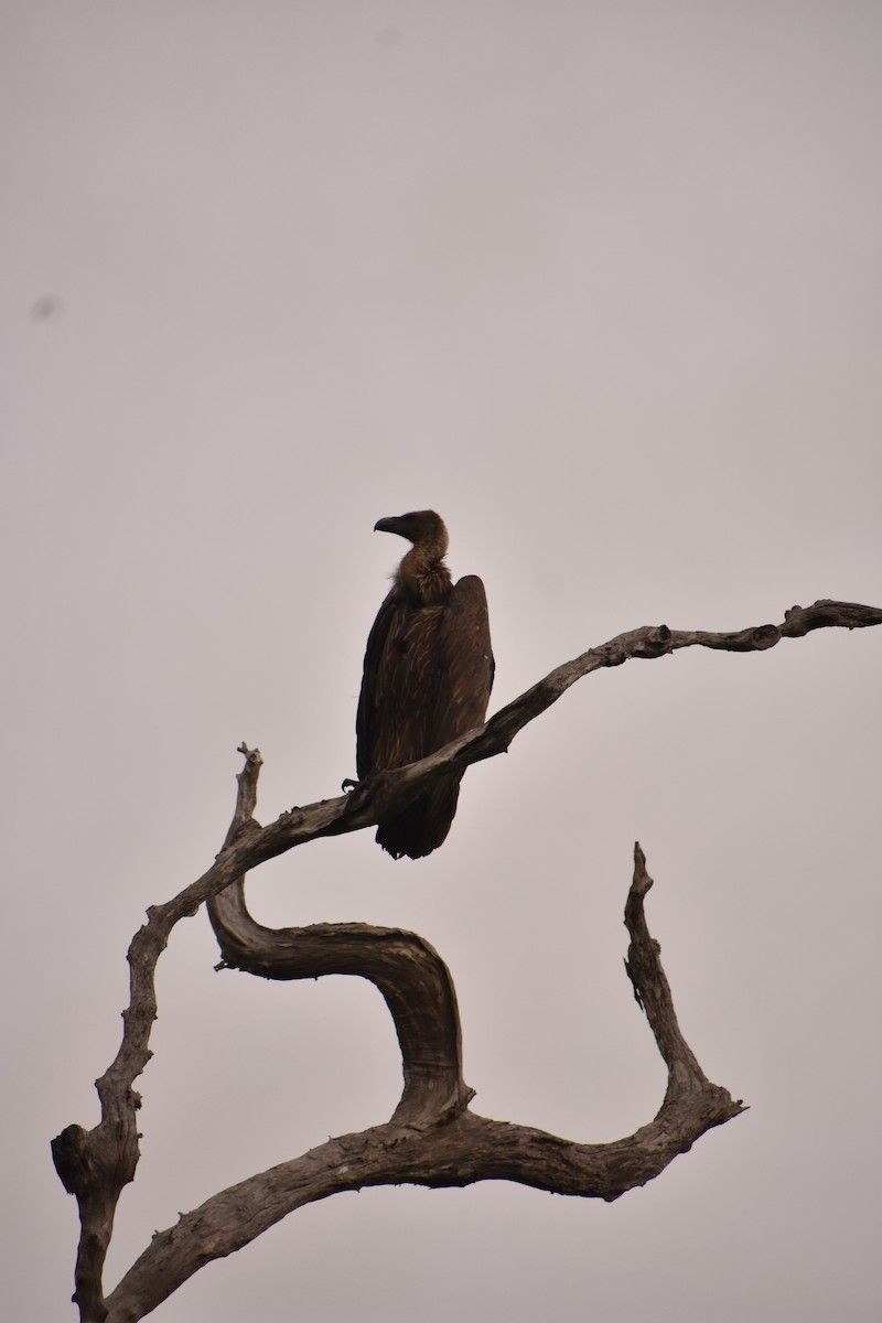 White-rumped Vulture - ML609166522