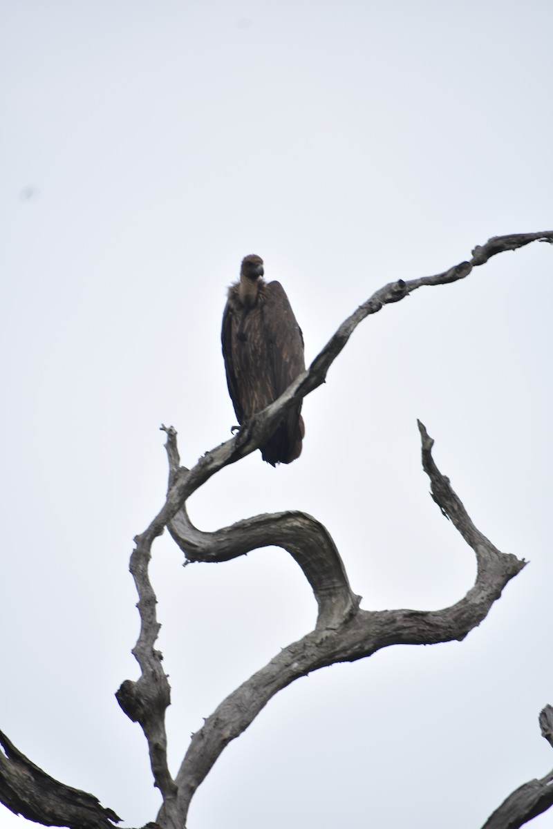 White-rumped Vulture - ML609166532