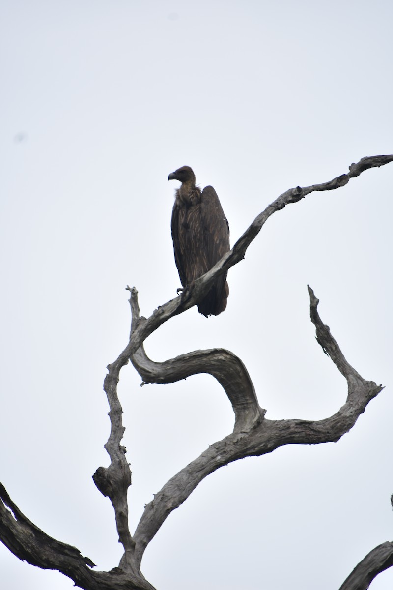 White-rumped Vulture - ML609166533