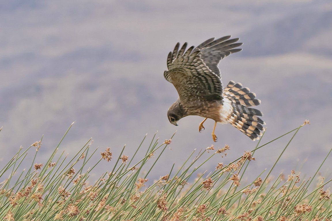 Cinereous Harrier - Mick Greene