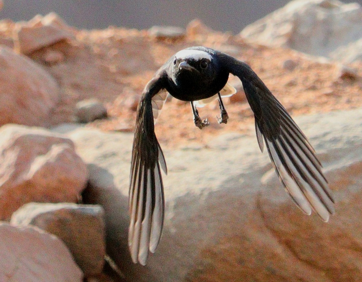 White-crowned Wheatear - ML609166536