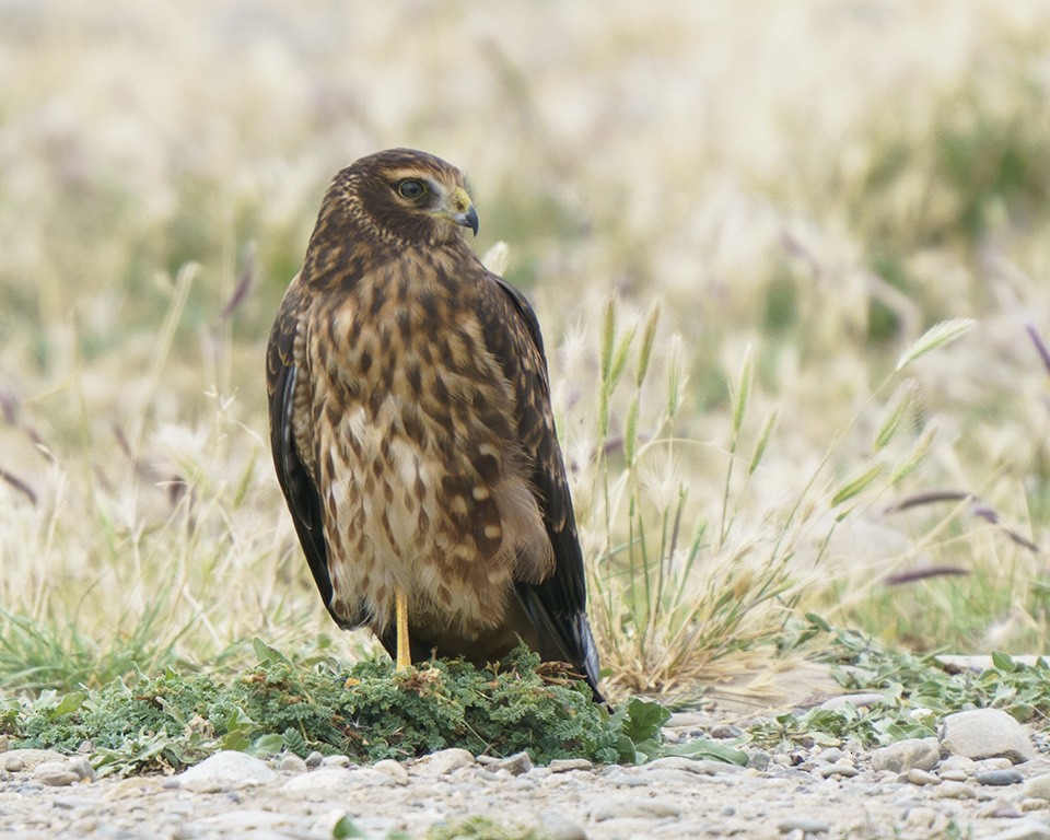 Cinereous Harrier - Mick Greene