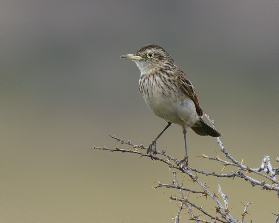 Spectacled Tyrant - ML609166560