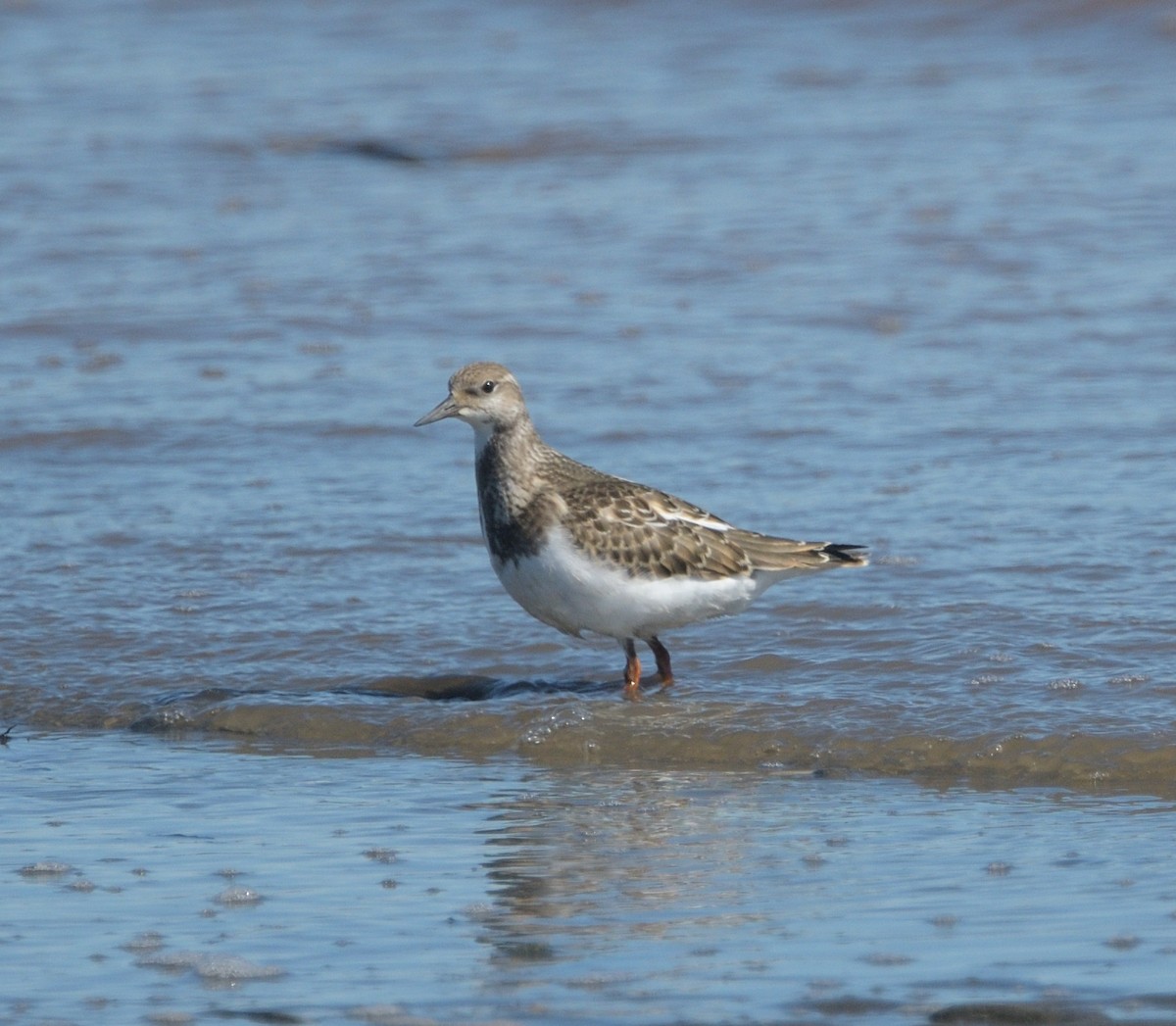 Ruddy Turnstone - ML609166570