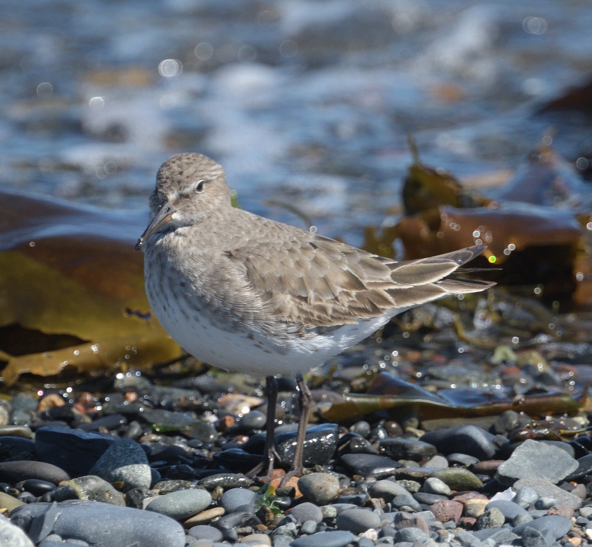 White-rumped Sandpiper - Woody Gillies