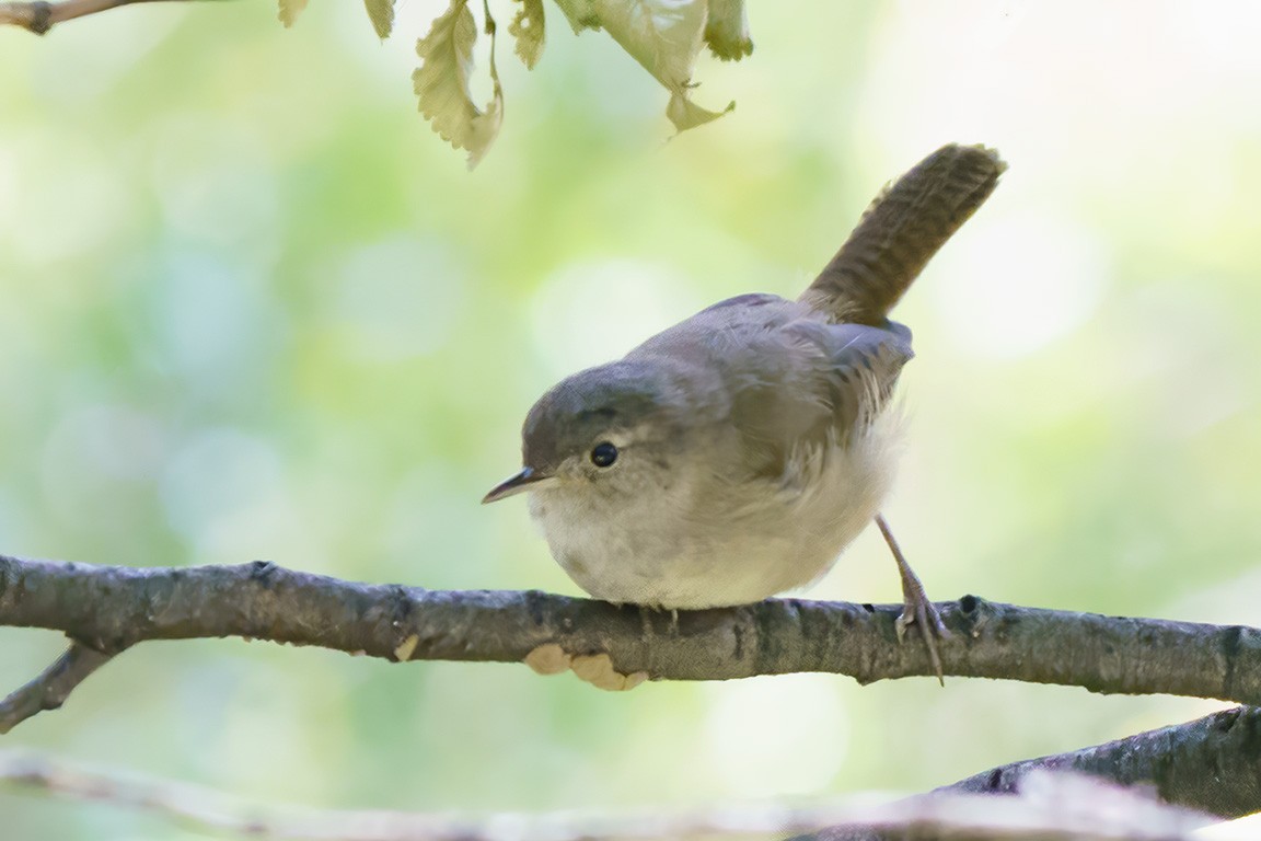 Southern House Wren - ML609166654