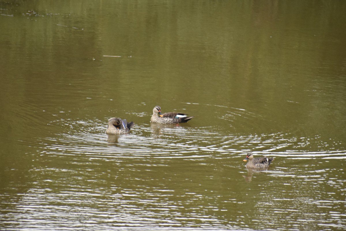Indian Spot-billed Duck - ML609166665