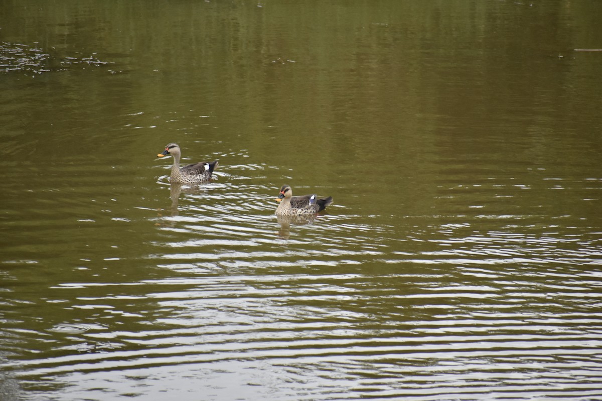 Indian Spot-billed Duck - ML609166670