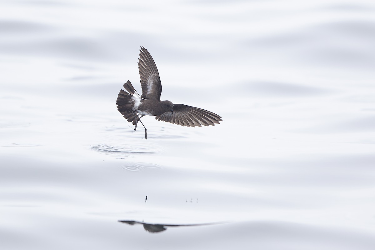 Elliot's Storm-Petrel - Jon Irvine