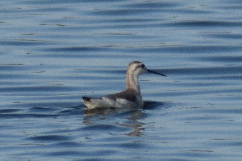 Falaropo Tricolor - ML609166737