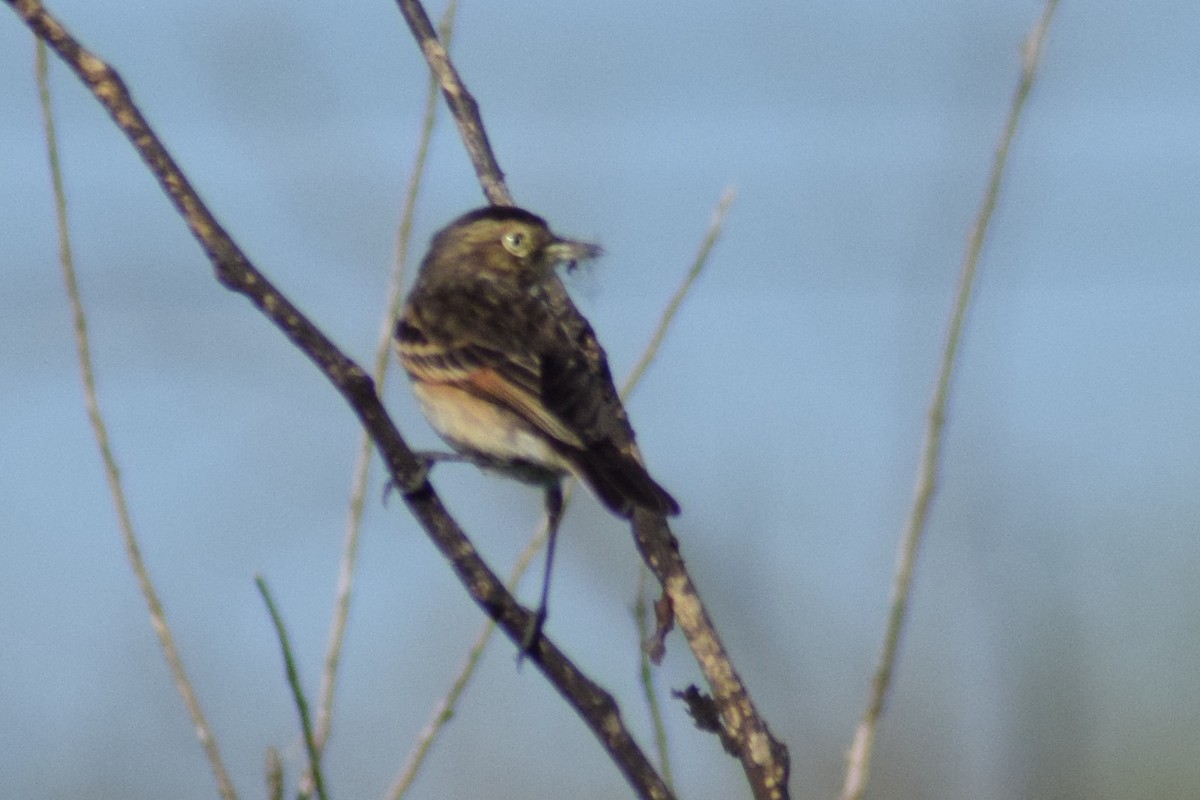 Spectacled Tyrant - ML609166747