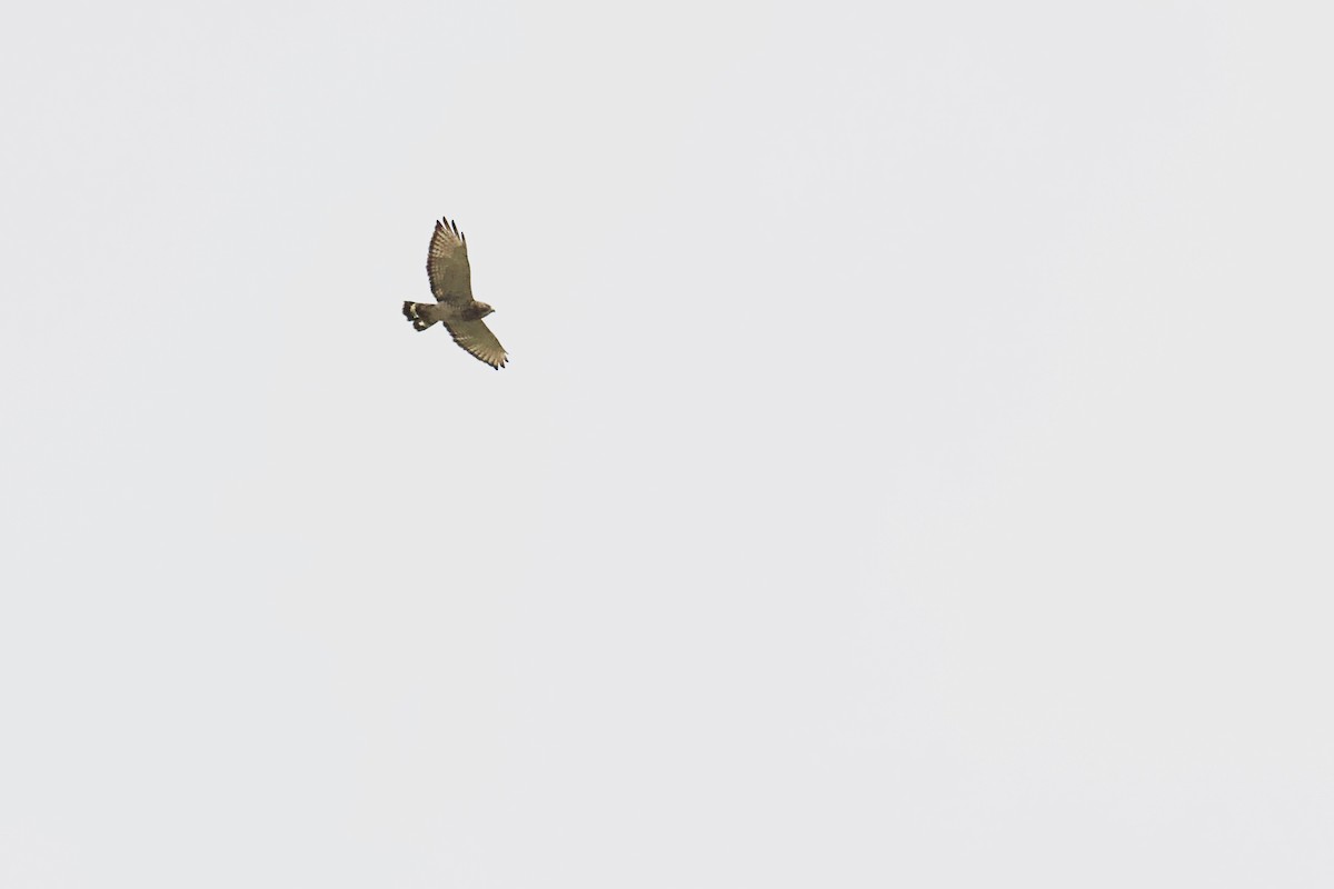 Broad-winged Hawk - ML609166749