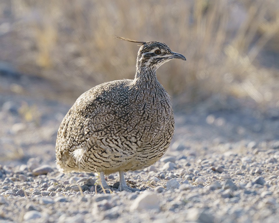 Elegant Crested-Tinamou - ML609166761