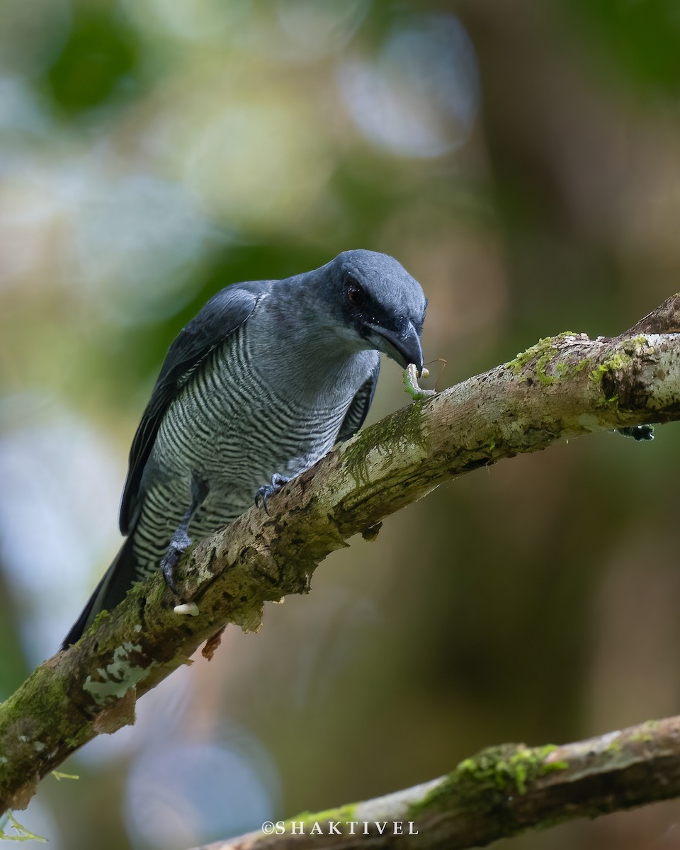 Andaman Cuckooshrike - Tribesmen.in- Andaman Birding Tour