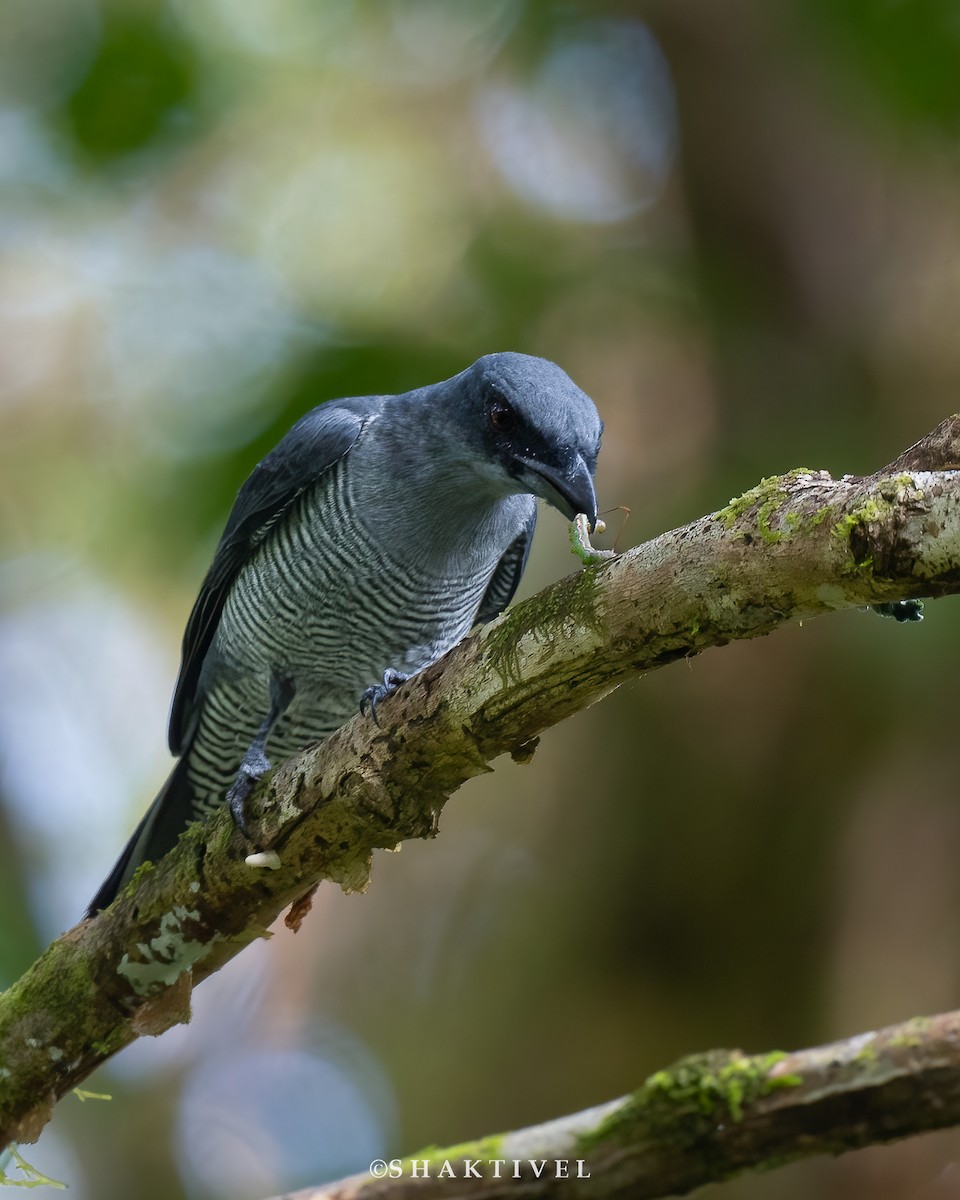 Andaman Cuckooshrike - ML609166768