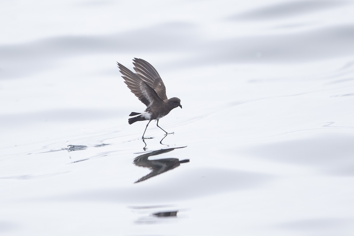 Elliot's Storm-Petrel - Jon Irvine