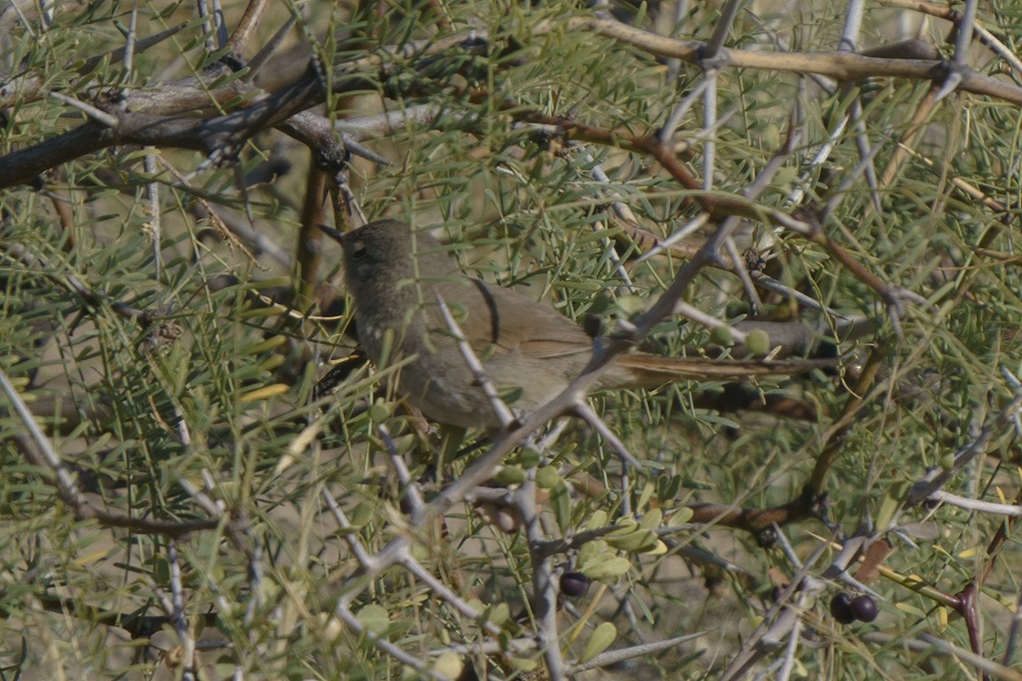 Sharp-billed Canastero - ML609166779