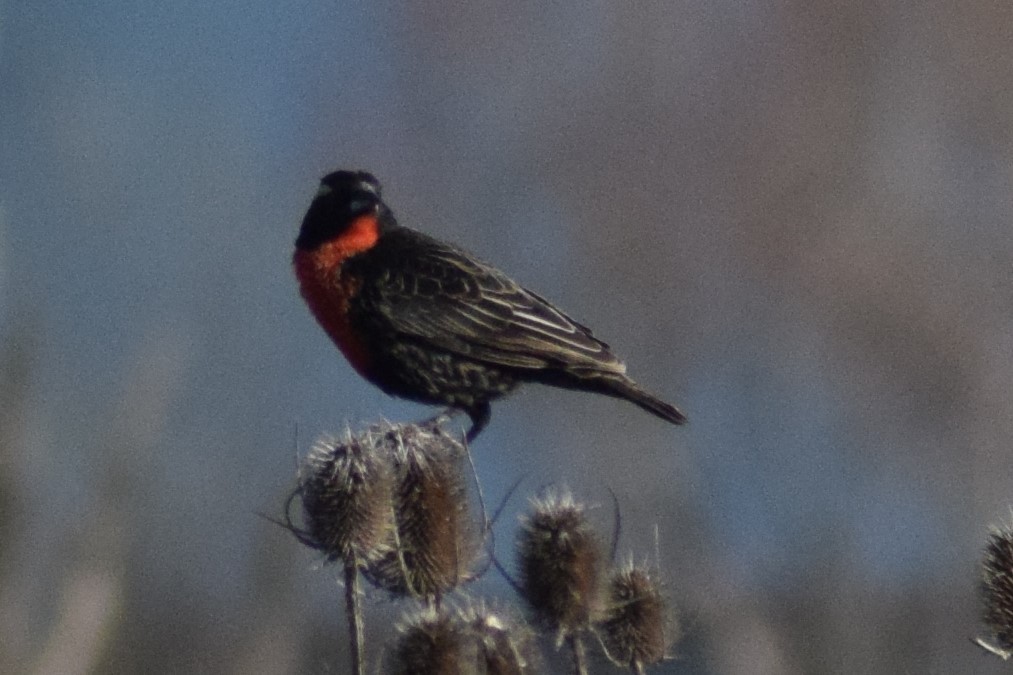 White-browed Meadowlark - ML609166790