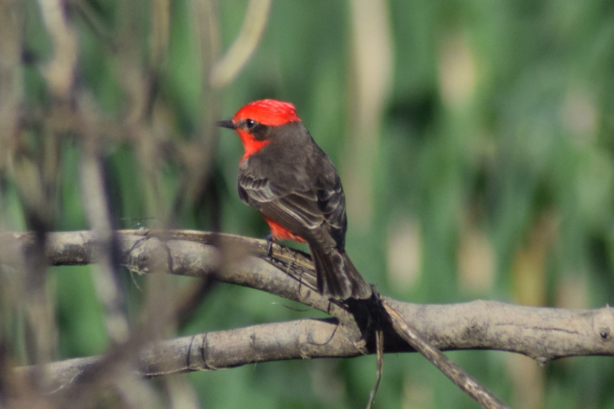 Vermilion Flycatcher - ML609166799