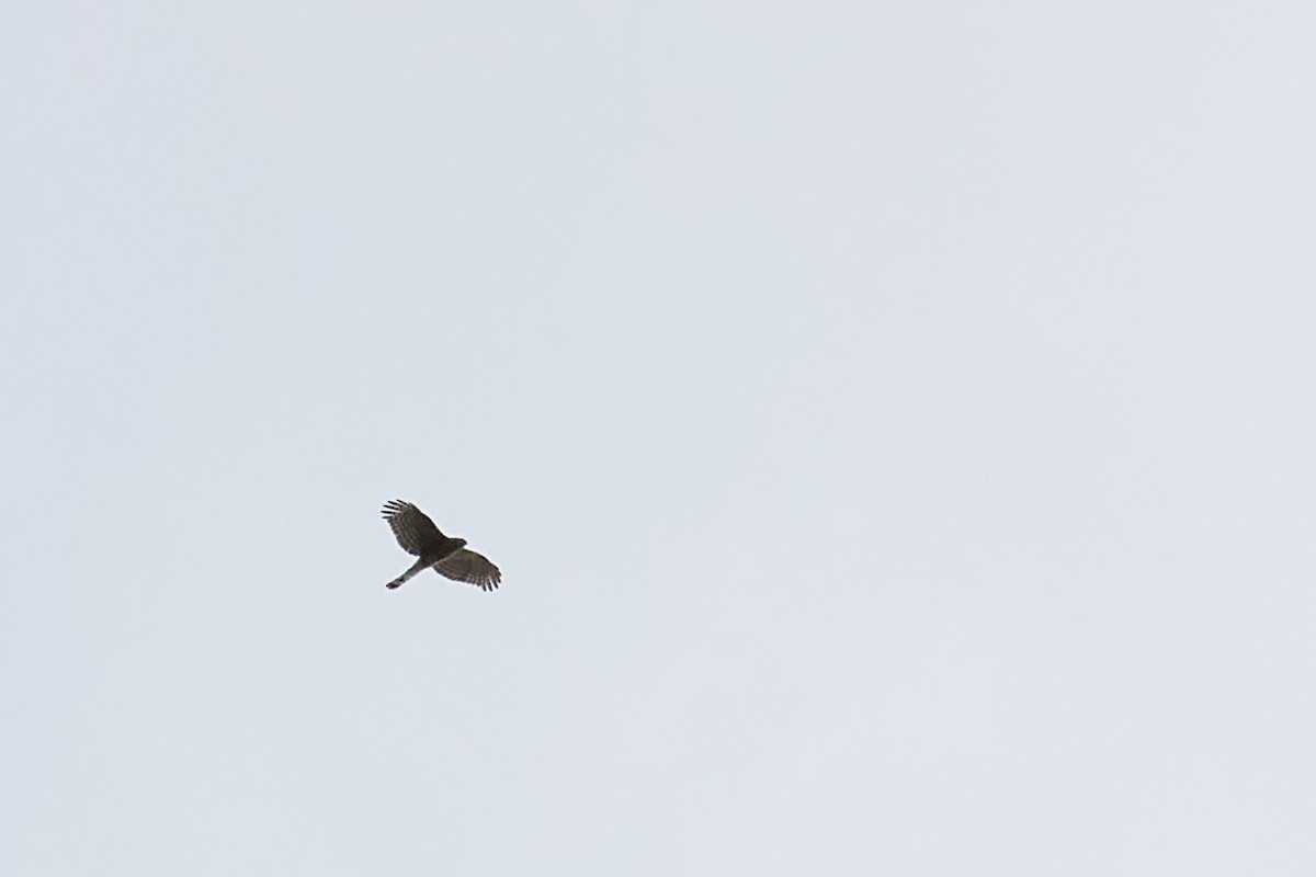 Sharp-shinned Hawk - Cody Peters