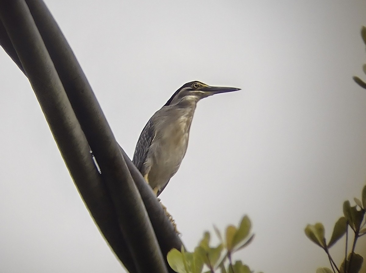 Striated Heron - ML609166884