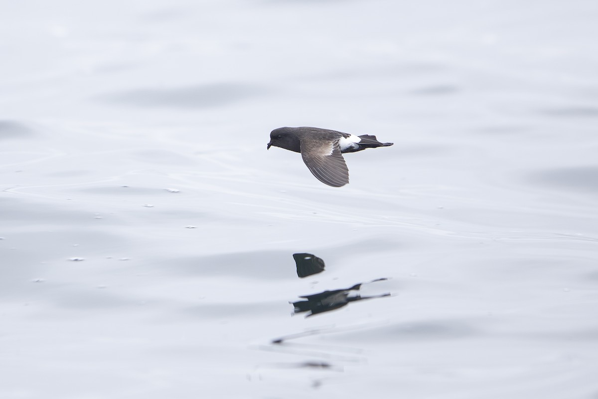 Wilson's Storm-Petrel - Jon Irvine