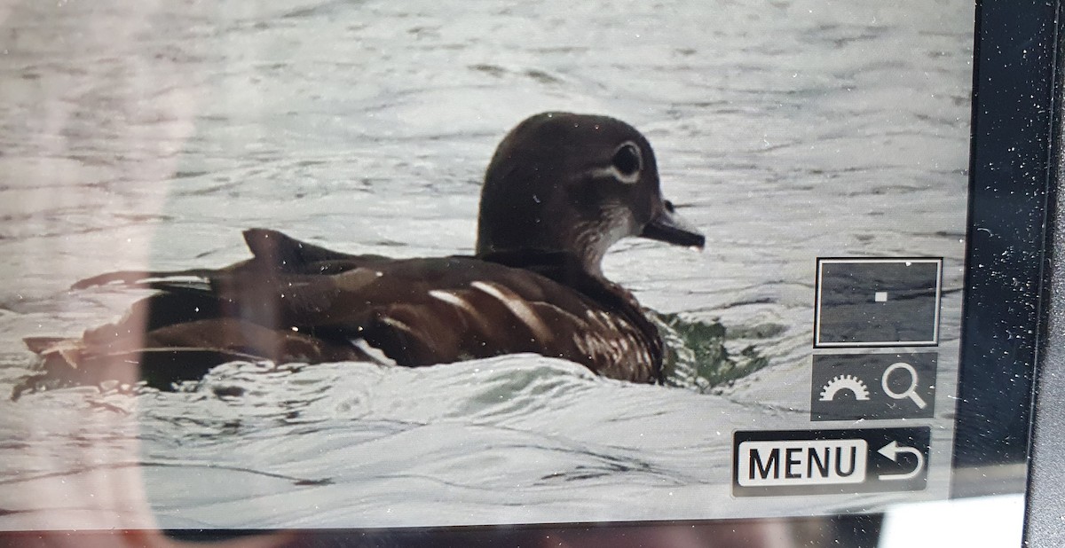 Mandarin Duck - ML609166911