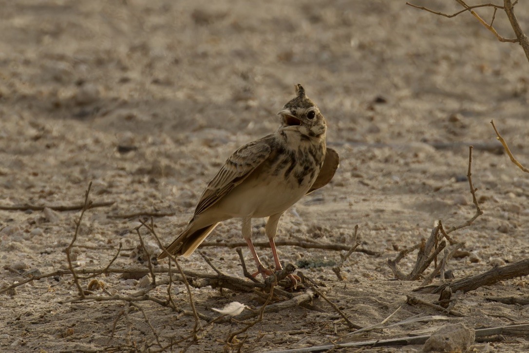 Crested Lark (Crested) - Ted Burkett