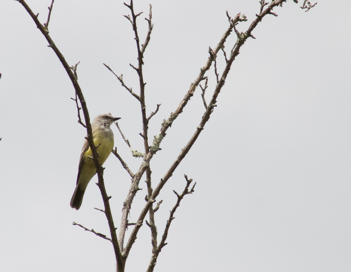 Western Kingbird - ML609166968