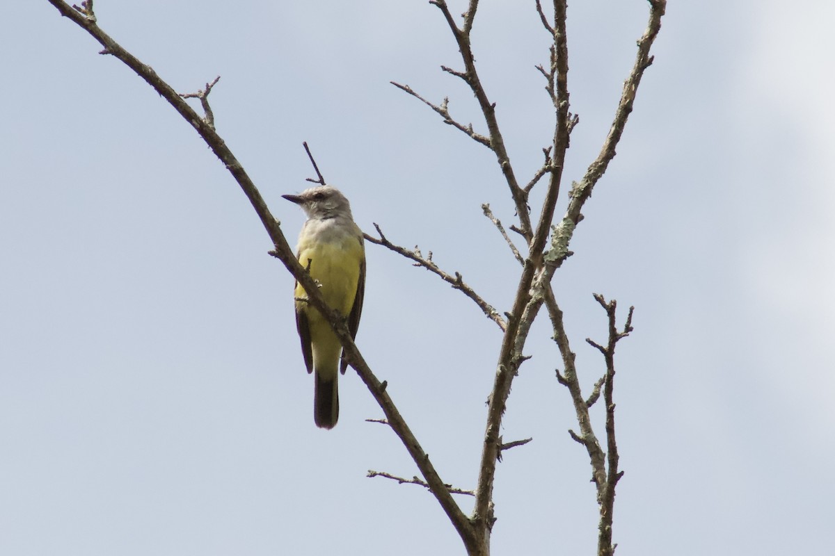 Western Kingbird - ML609166969