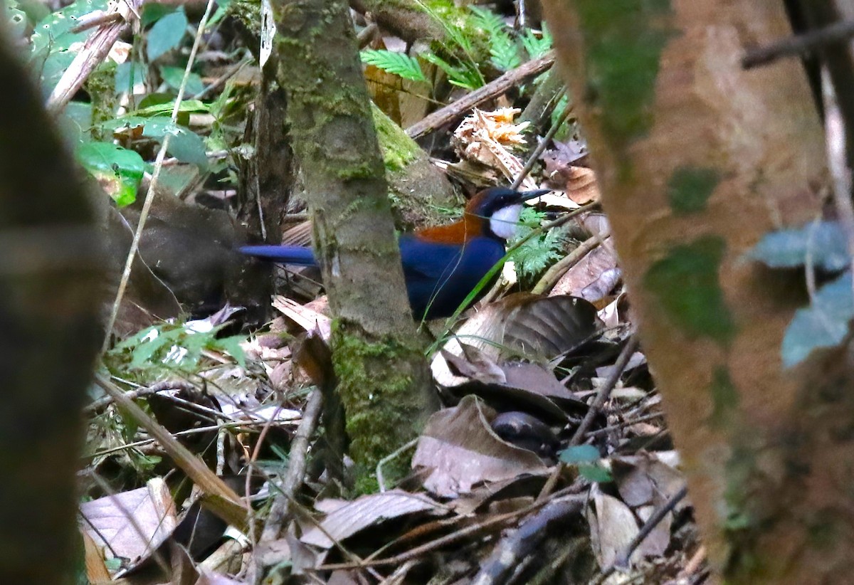 Chestnut-backed Jewel-babbler - ML609166981